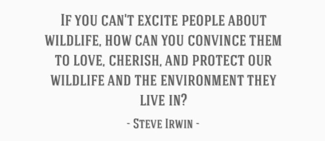 Steve irwin