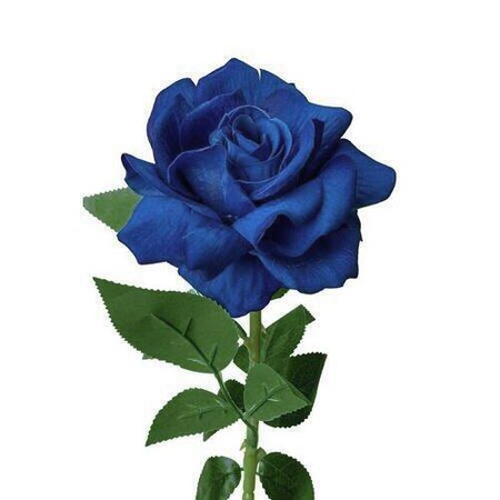 Dark blue long-stem rose
