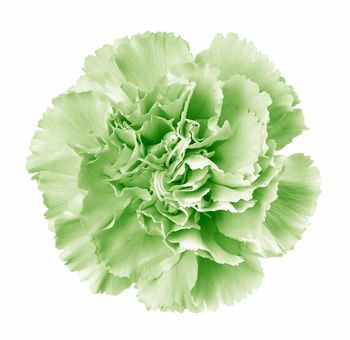 Green Carnation | Carnation | St Patrick's Day Flowers | Wedding Flowers | Flowers