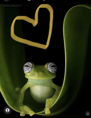 frog love