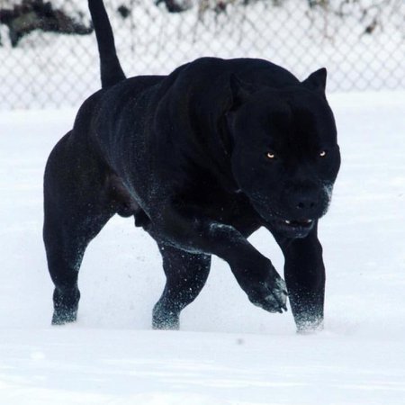 PsBattle: this charging black dog : photoshopbattles