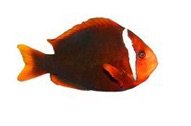reddish fish