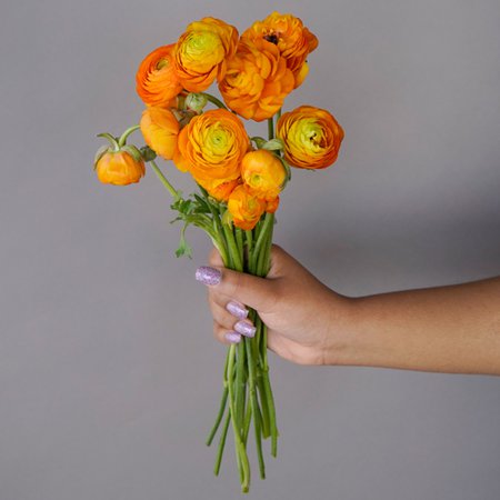 Orange Ranunculus Fresh Cut Flower | FiftyFlowers.com