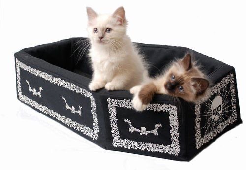 coffin kitties