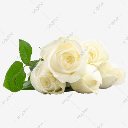 Beautiful White Rose Plant Flower Bouquet, Fresh Flowers, Nice, Still Life PNG Transparent Image and Clipart for Free Download