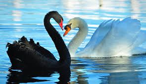 black swan and white swan hugging - Google Search