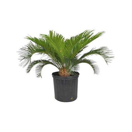 Sago Palm in 10 Pot SKU: 06858
