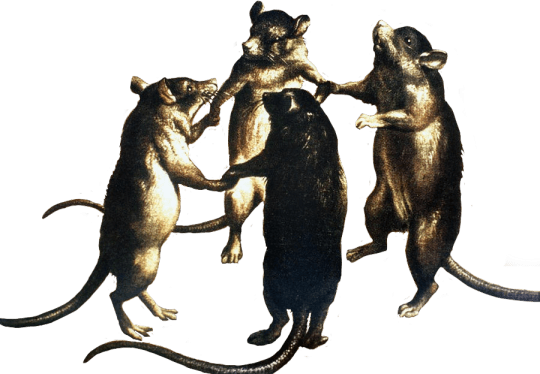 rat meeting