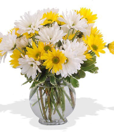 About Walter Knoll's Dashing Daisies Bouquet, Daisies in a bubble bowl bursting with cheer Saint Louis Mo or Nationwide (Same Day) Flower Shops St Louis Missouri