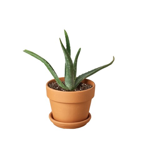Aloe Vera – Cellar Door Plants