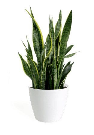 plant png - House Plant Png | #414674 - Vippng