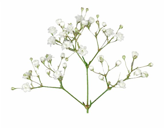 Baby's Breath Flowers Png Free Pic - Baby's Breath Flower Png Free PNG Images & Clipart Download #29544 - Sccpre.Cat