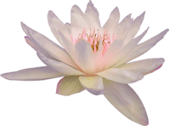transparent-flowers: Transparent white Lotus. | photos-flora ...