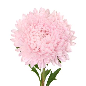 Beauty Asters Blush Pink Bulk Flower