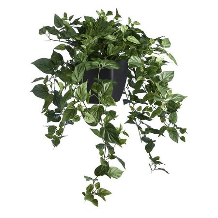 Botanica Devils Ivy in Black Plastic Pot