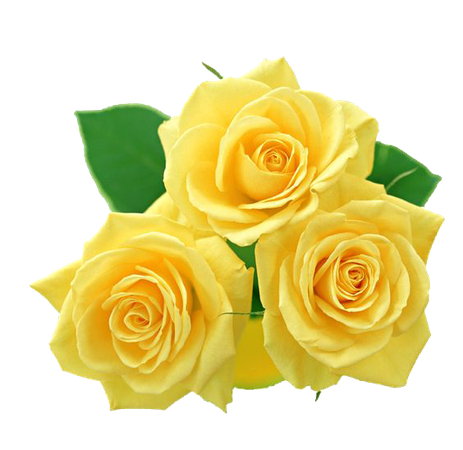png yellow rose