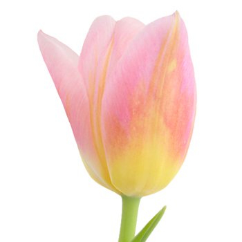 Pink and Yellow Twist Tulips | FiftyFlowers.com