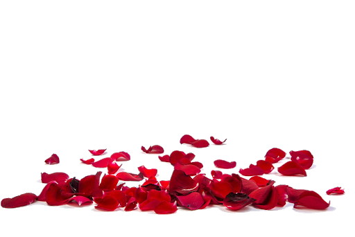 petals falling off roses png - Google Search