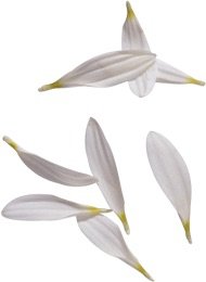 white lily petals
