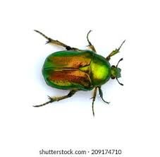 metallic beetle on transparent background - Google Search