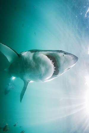 shark/ocean | tumblr | (itsgettingtooemotional)
