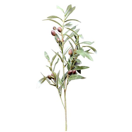 olive leaf - Google Search