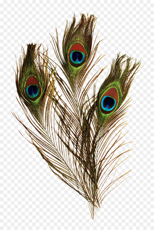 peacock feather png - Google Search