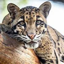clouded leopard - Google Search