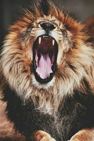 one lion roars today