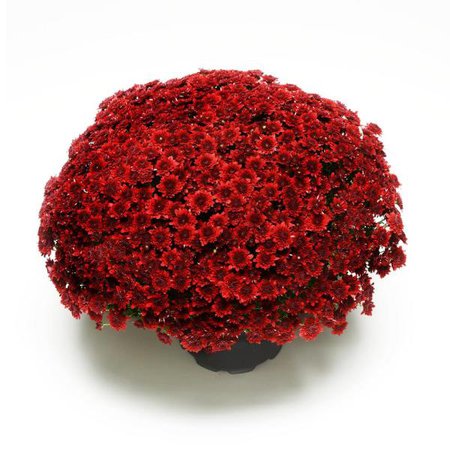 ENCORE AZALEA 3 Qt. Chrysanthemum (Mum) Plant with Red Flowers-6104 - The Home Depot