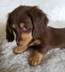 dachshund puppies - Google Search