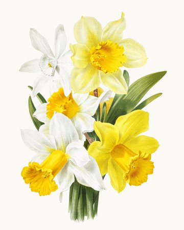 Daffodil Flower Clipart Vintage Floral Illustration | Etsy
