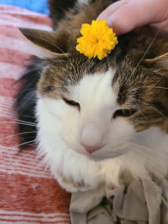 cat 🐈 sans flowers