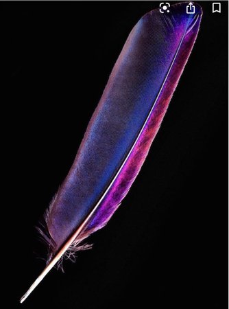Purple bird feather