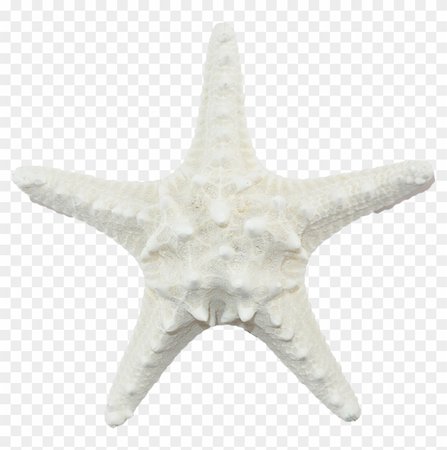 455-4555557_white-armoured-starfish-white-sea-star-png-clipart.png (840×846)