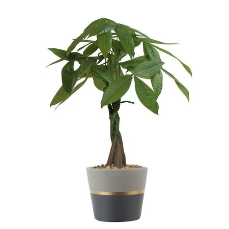 Costa Farms 14.2-oz Money Tree in Ceramic Planter in the House Plants department at Lowes.com