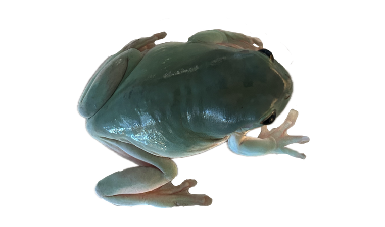 Apple my frog