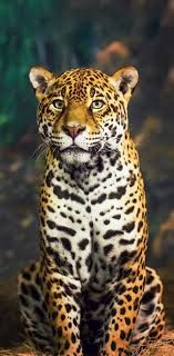 leopard in the city - Google Search