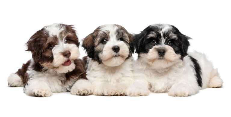 Havanese | Havanese Pet Insurance & Dog Breed Info