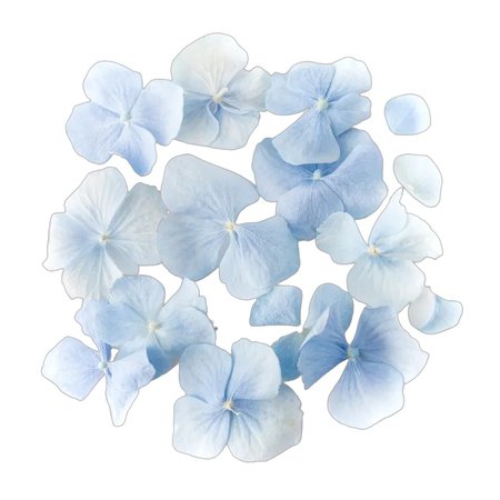 Dusky Blue Hydrangea Petals