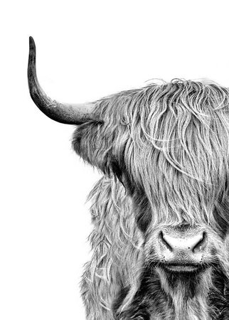 Highland Cow Close Up (30x40)
