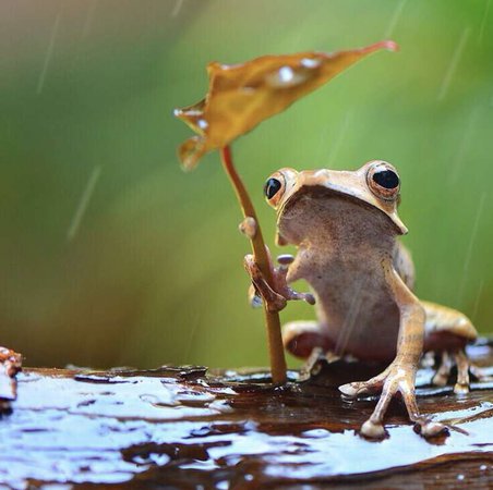 Two Frogs Sharing A Sweet Hug In The Rain