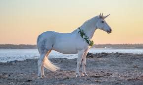 mini unicorn in real life - Google Search