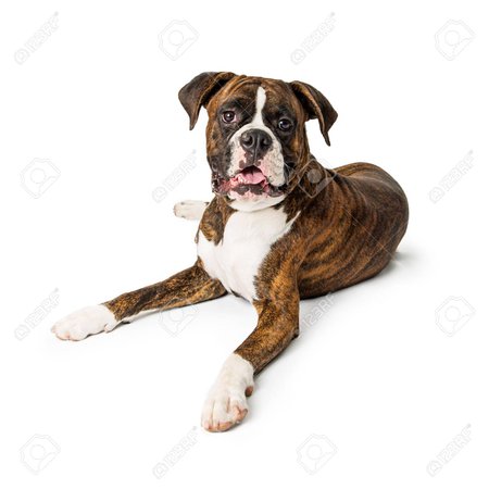 Beautiful Large Purebred Boxer Breed Dog Lying Down On White Background Looking Forward At Camera Fotos, Retratos, Imágenes Y Fotografía De Archivo Libres De Derecho. Image 107342589.