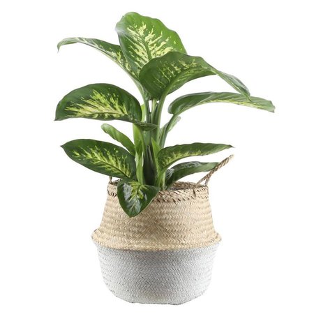 Costa Farms 10-in Dumb Cane in Seagrass Planter (Dt11) in the House Plants department at Lowes.com