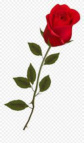 red rose png - Google Search