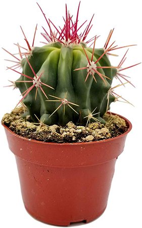 Amazon.com : FATPLANTS Cactus Plants in Gift Box | Rooted in 4 inch Planter Pots with Soil | Living Indoor or Outdoor Plants | Gift Tin Pot Option (Pink-Fero) : Garden & Outdoor