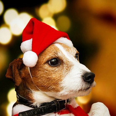 DressLily.com: Photo Gallery - Dog Pet Christmas Hat for Decoration