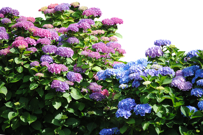 hydrangea-hedge-nature-flowers-57123.png (1280×853)