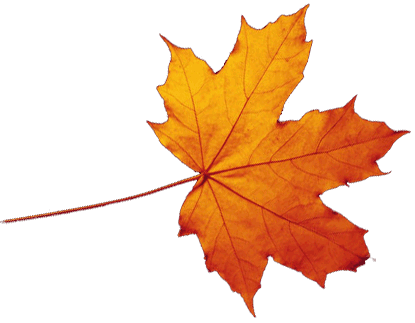 Transparent-Autumn-Leaves-Falling-PNG | Catch a Falling Star